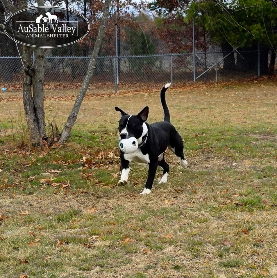 Bruno, a ADOPTABLE mixed breed in Grayling, MI image 3/6