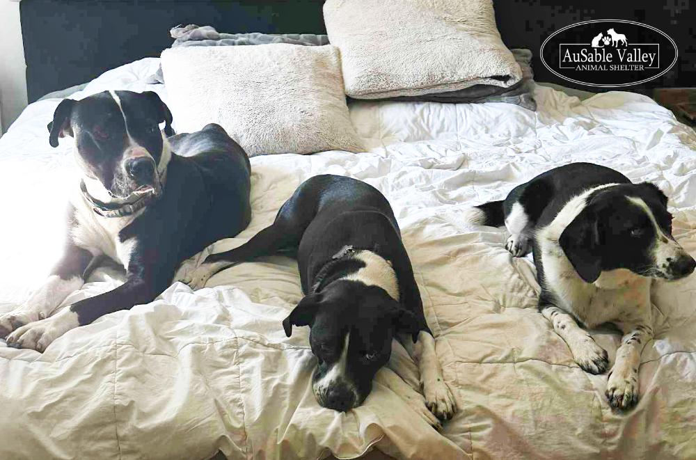 Bruno, a ADOPTABLE mixed breed in Grayling, MI image 4/6