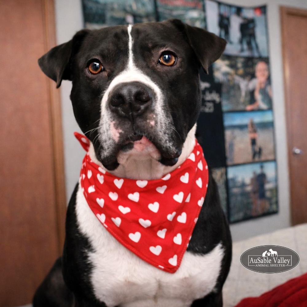 Bruno, ADOPTABLE, Adult Male Mixed Breed.