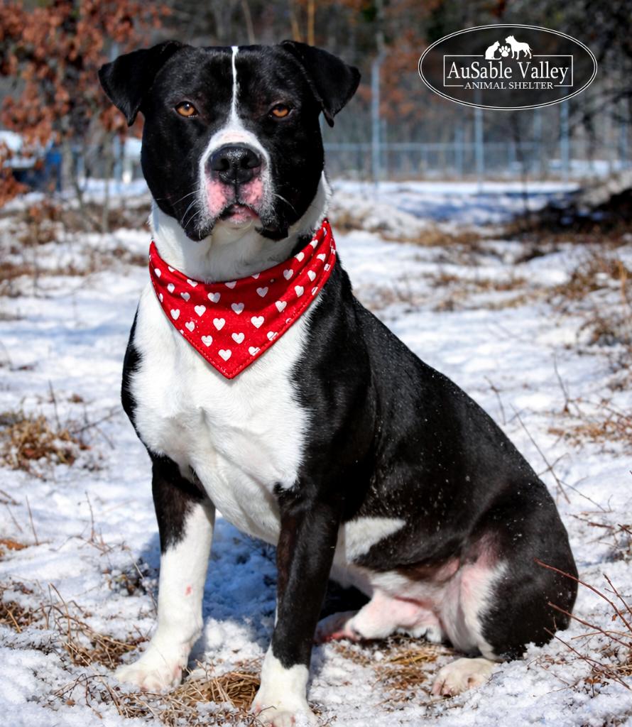 Bruno, ADOPTABLE, Adult Male Mixed Breed.