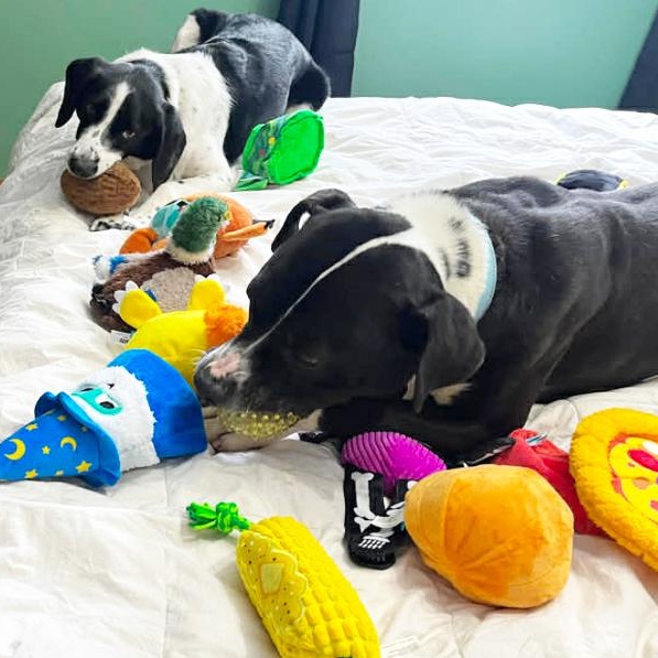 Bruno, a ADOPTABLE mixed breed in Grayling, MI image 5/6