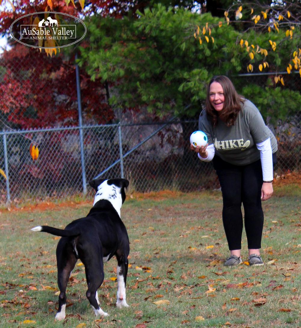 Bruno, a ADOPTABLE mixed breed in Grayling, MI image 6/6