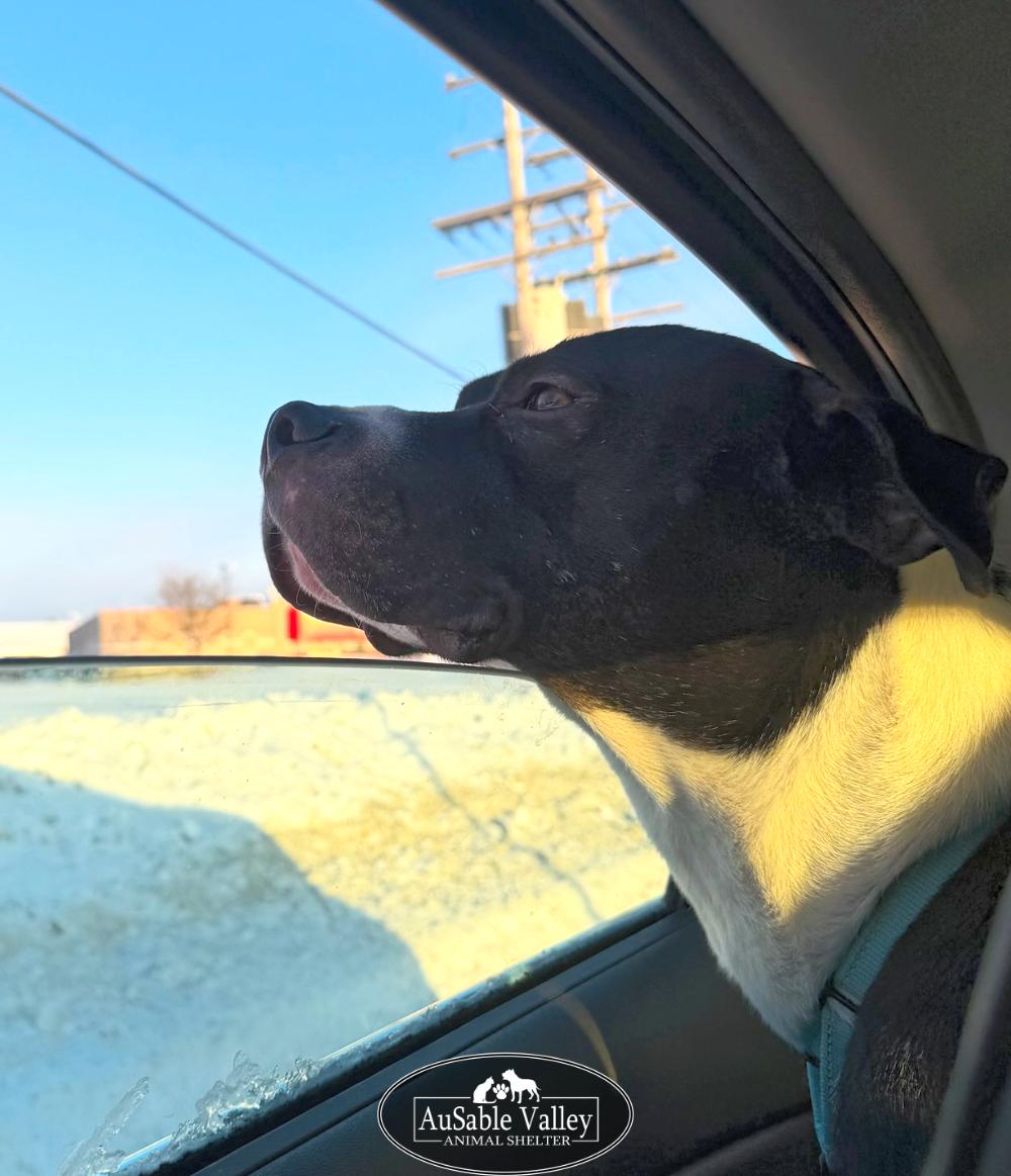 Enlarge Bruno, a ADOPTABLE mixed breed in Grayling, MI image 6/6