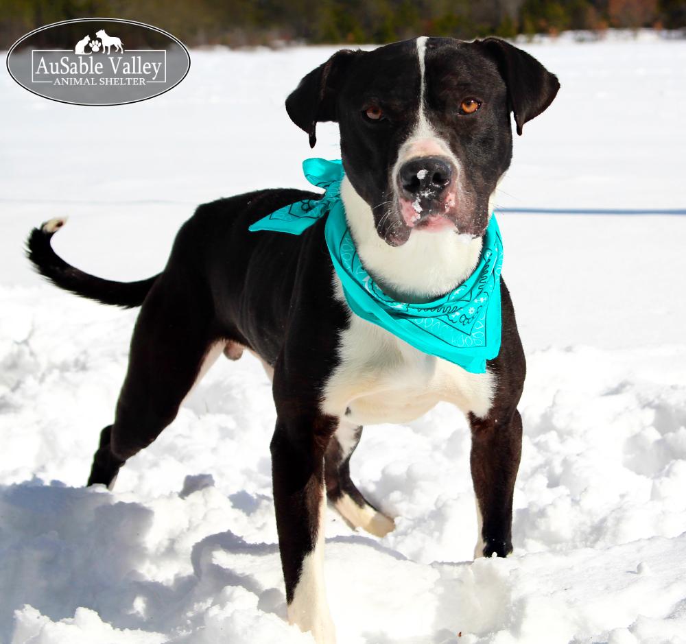 Bruno, a ADOPTABLE mixed breed in Grayling, MI image 2/6