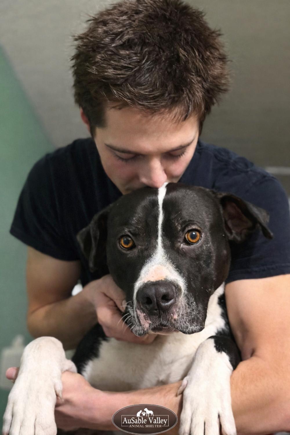 Enlarge Bruno, a ADOPTABLE mixed breed in Grayling, MI image 4/6