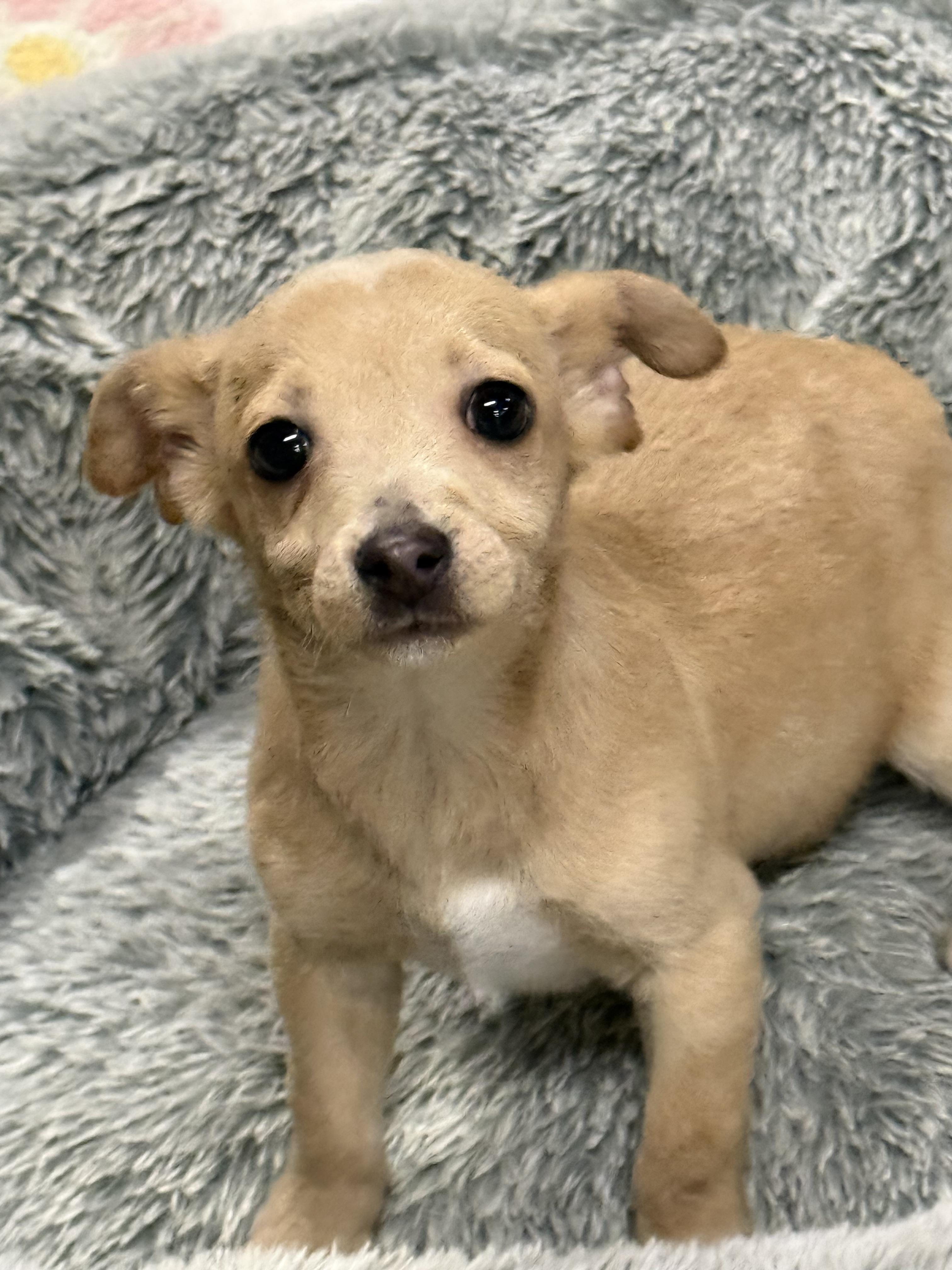 Prancer — thumbnail 2