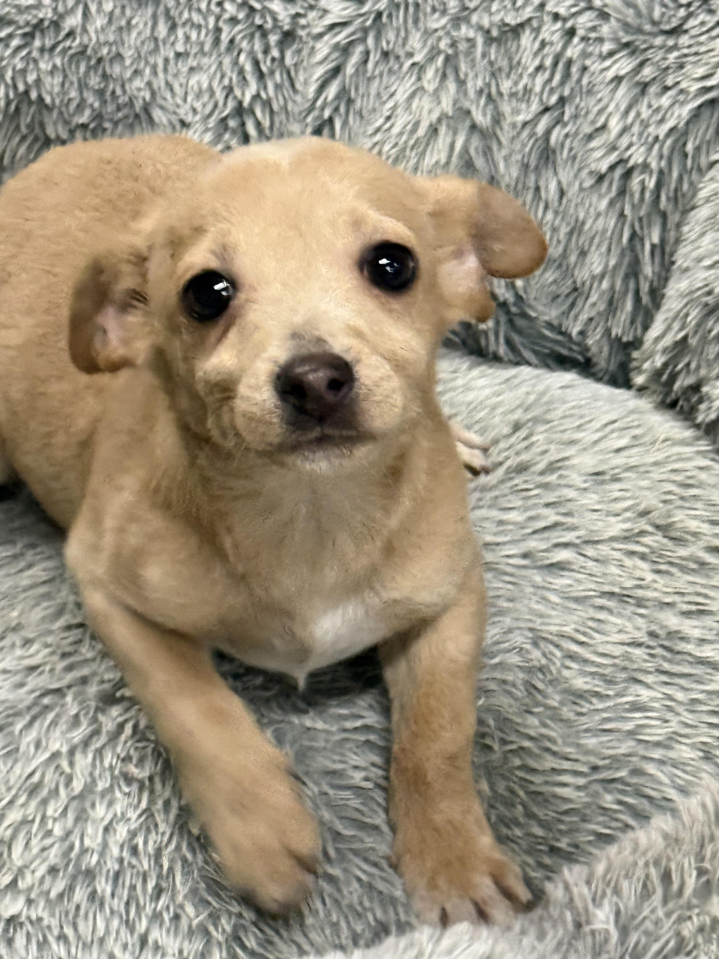 Prancer — thumbnail 3