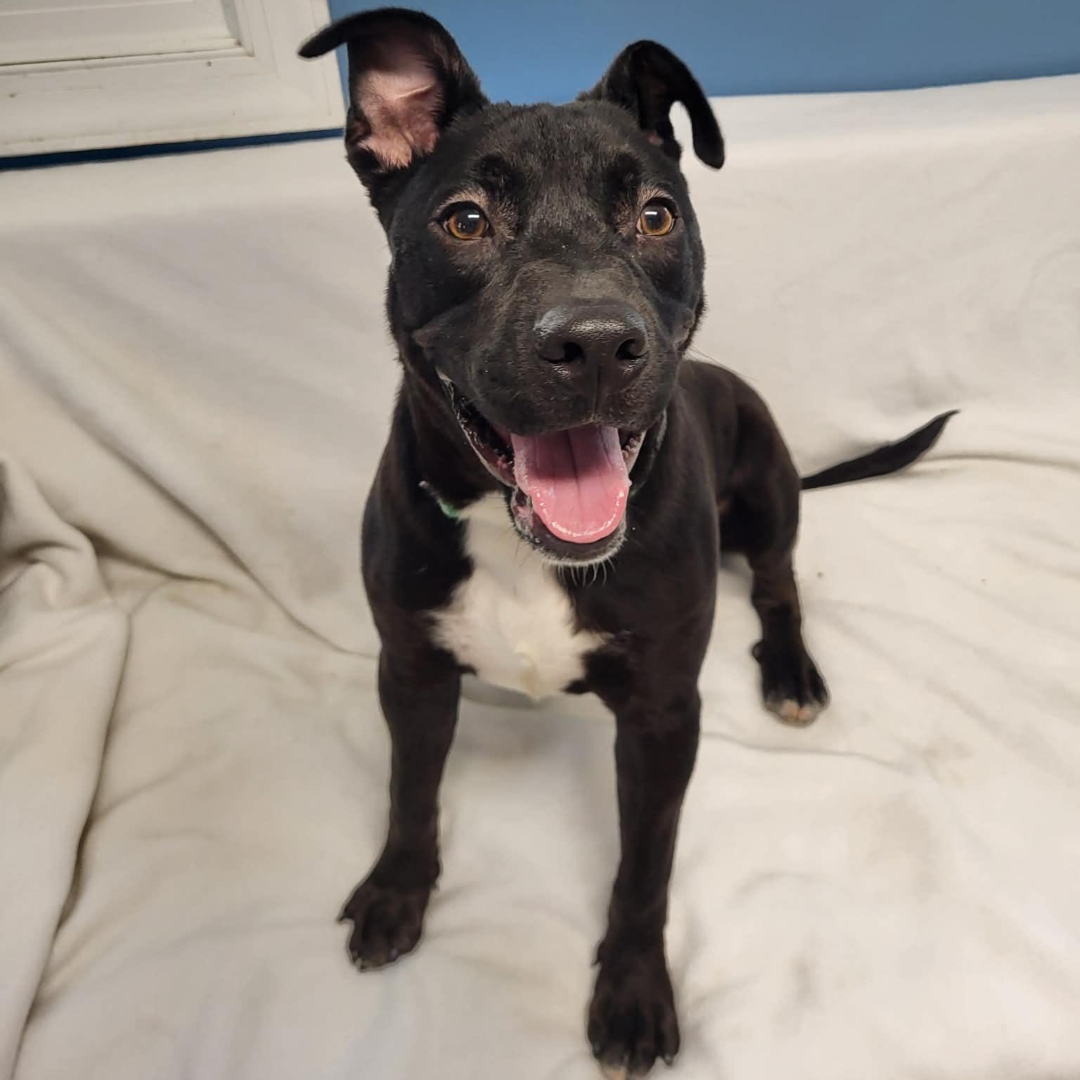 Enlarge Blarney, a ADOPTABLE mixed breed in Sunderland, MD image 3/3