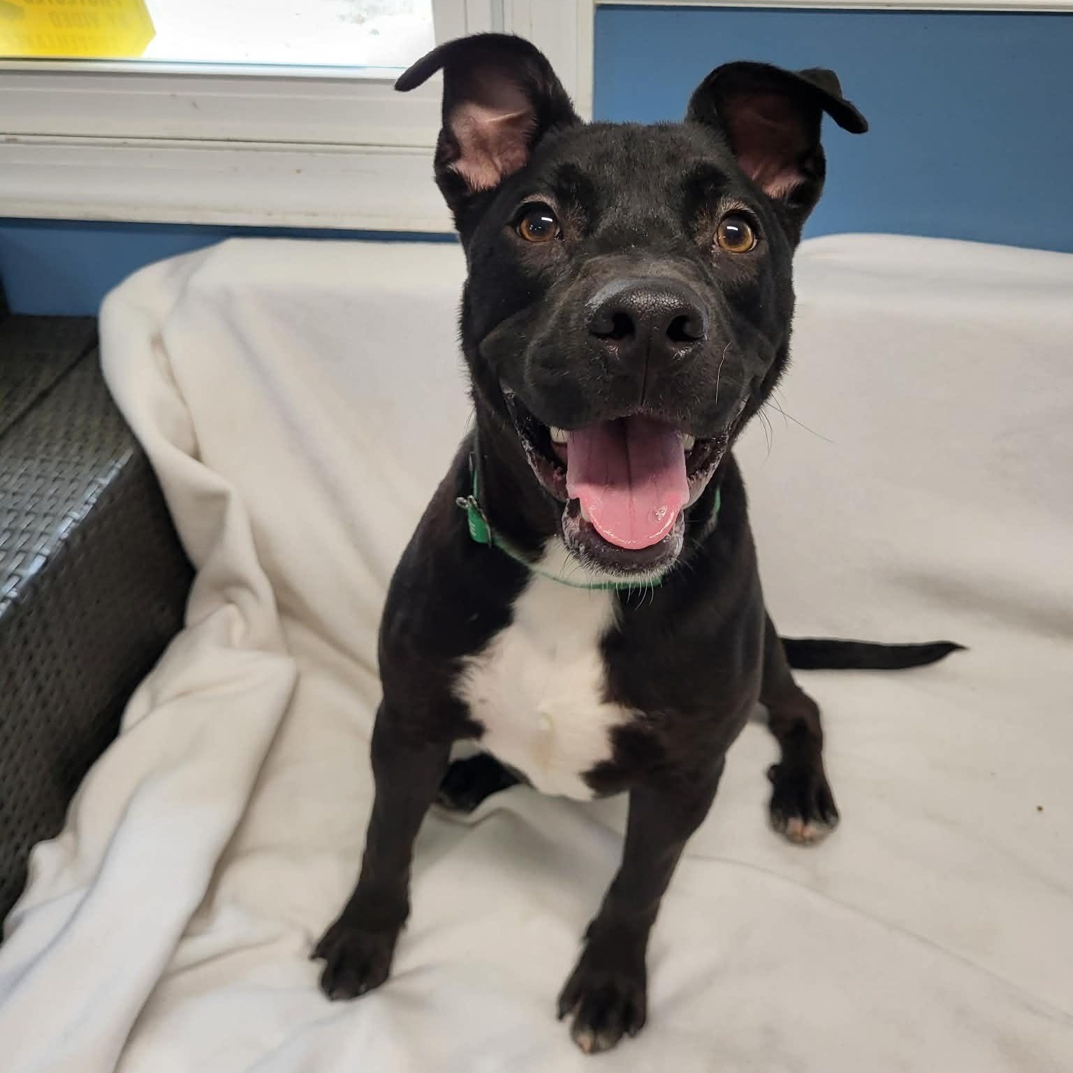 Enlarge Blarney, a ADOPTABLE mixed breed in Sunderland, MD image 2/3