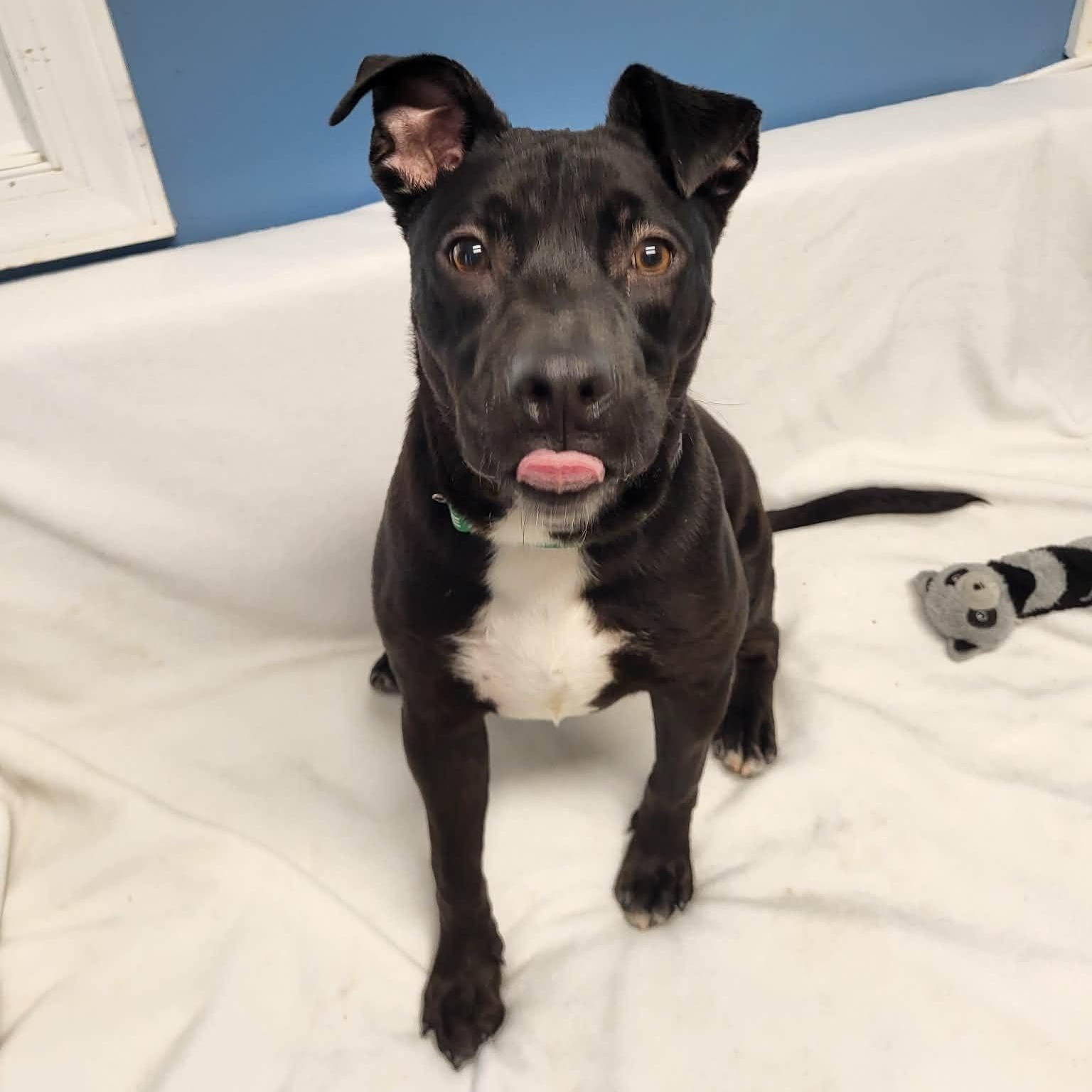 Enlarge Blarney, a ADOPTABLE mixed breed in Sunderland, MD image 1/3