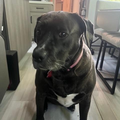 Enlarge Tizzy, an adopted mixed breed in Aurora, IL image 4/6