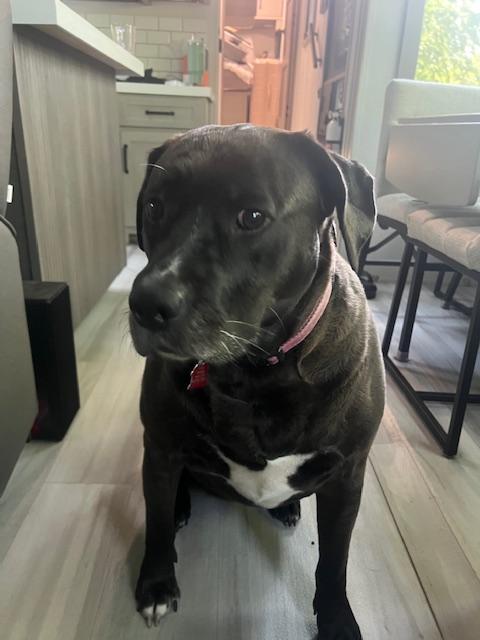 Enlarge Tizzy, a Adoptable mixed breed in Aurora, IL image 2/4