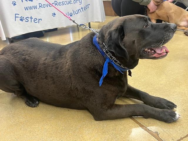 Enlarge Tizzy, an adopted mixed breed in Aurora, IL image 3/6