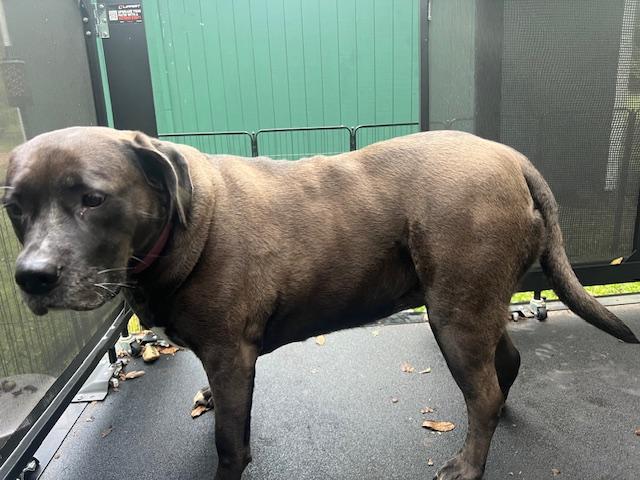 Enlarge Tizzy, a Adoptable mixed breed in Aurora, IL image 3/4