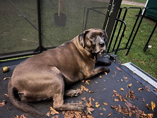 Enlarge Tizzy, a Adoptable mixed breed in Aurora, IL image 1/4