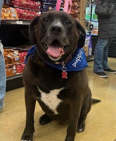 Enlarge Tizzy, an adopted mixed breed in Aurora, IL image 1/6