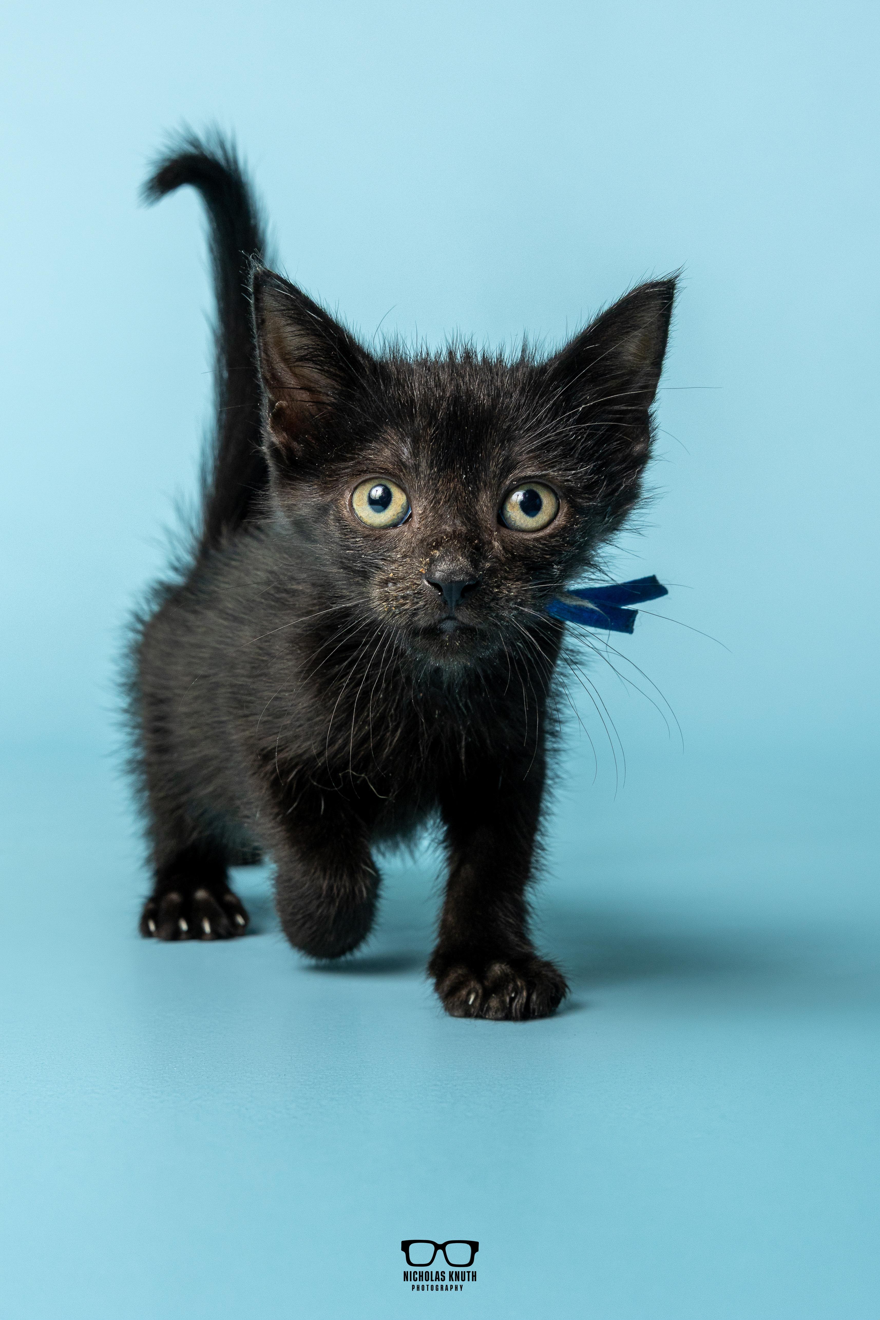 Enlarge Lima, a Adoptable Domestic Short Hair in Palatine, IL image 2/6
