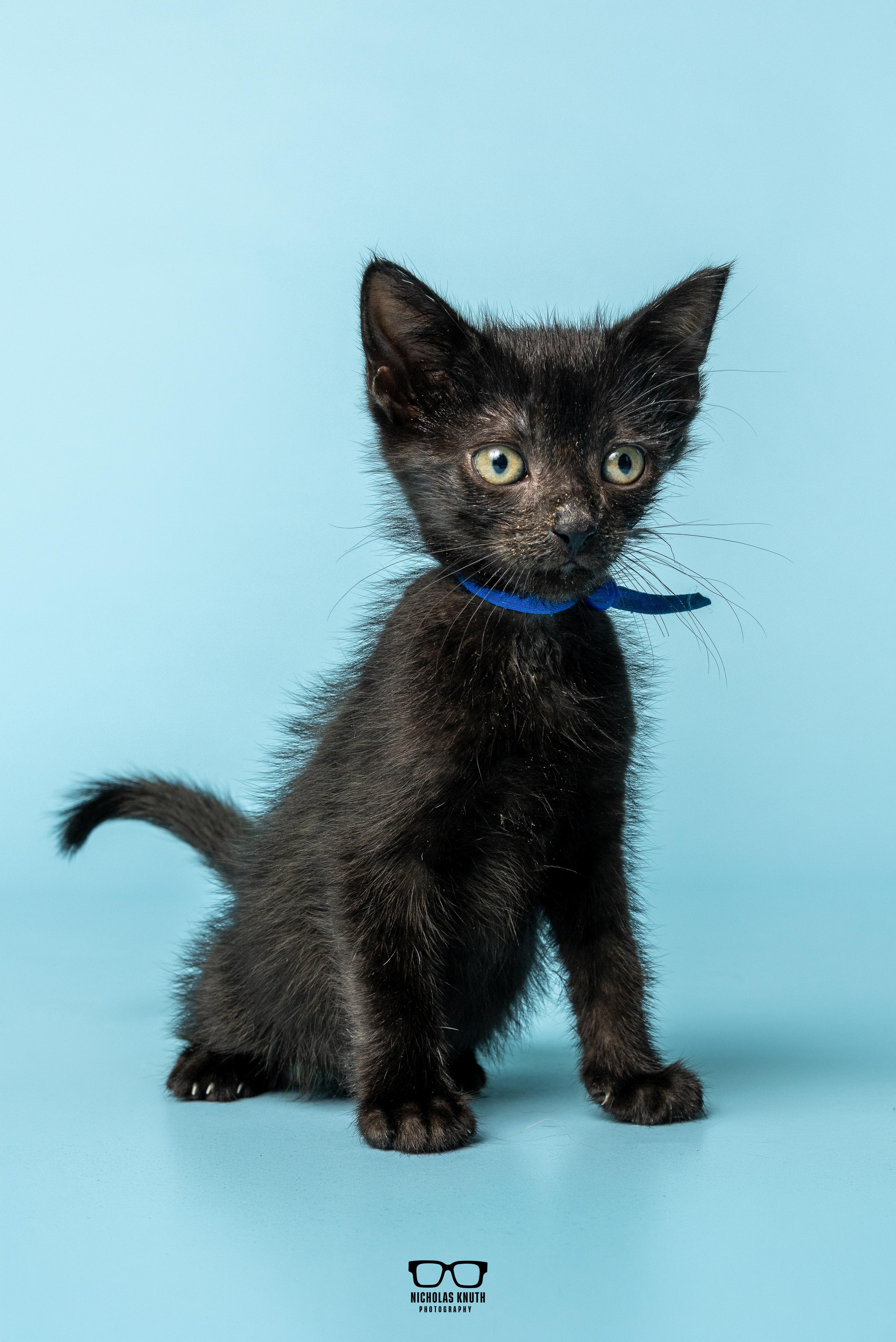 Enlarge Lima, a Adoptable Domestic Short Hair in Palatine, IL image 6/6