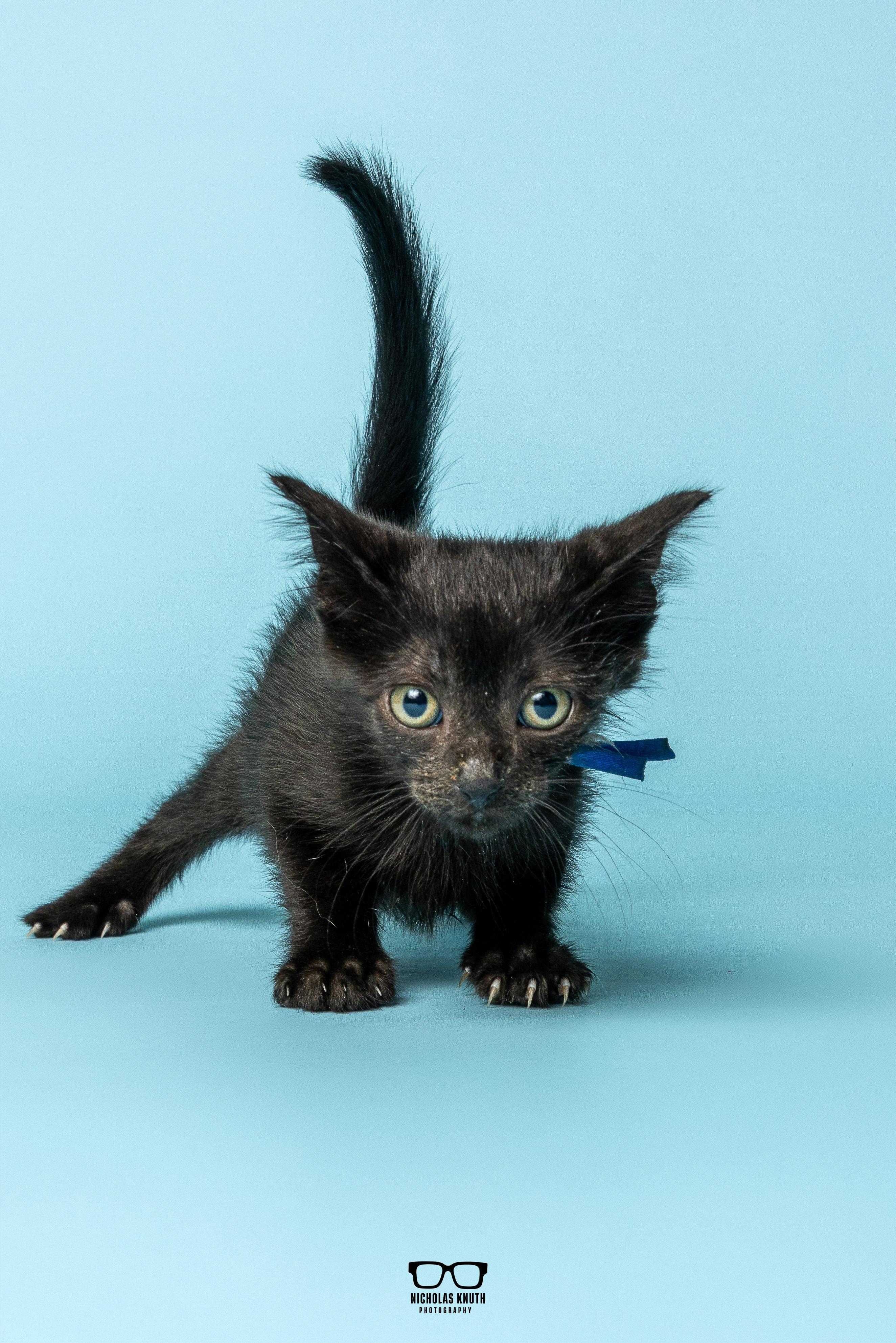 Enlarge Lima, a Adoptable Domestic Short Hair in Palatine, IL image 4/6