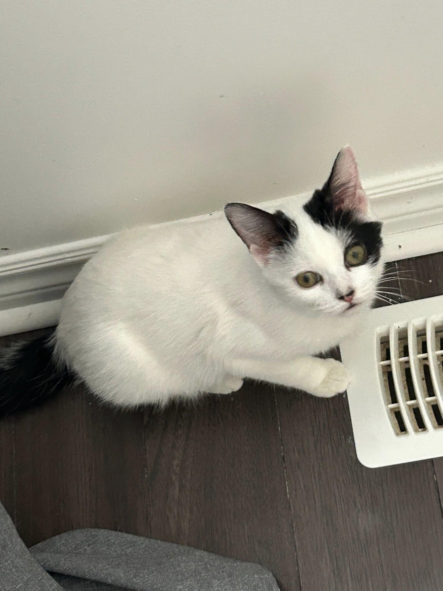 Enlarge Seren, a Adoptable Domestic Short Hair in Spencerville, ON image 1/4