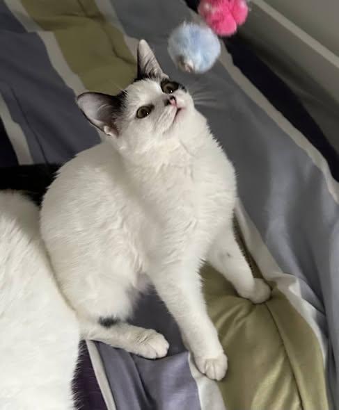 Enlarge Seren, a Adoptable Domestic Short Hair in Spencerville, ON image 2/4