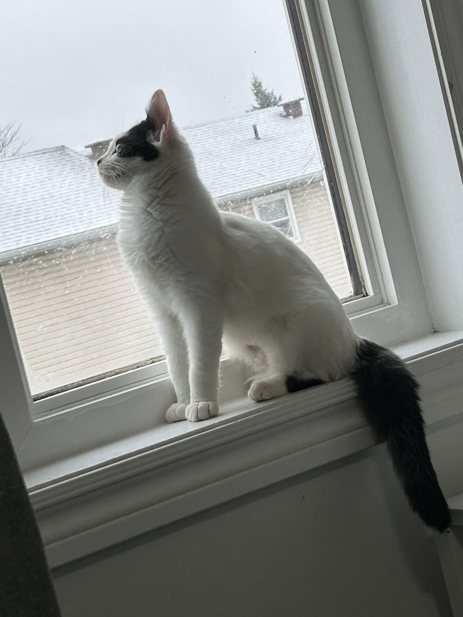 Enlarge Seren, a Adoptable Domestic Short Hair in Spencerville, ON image 3/4