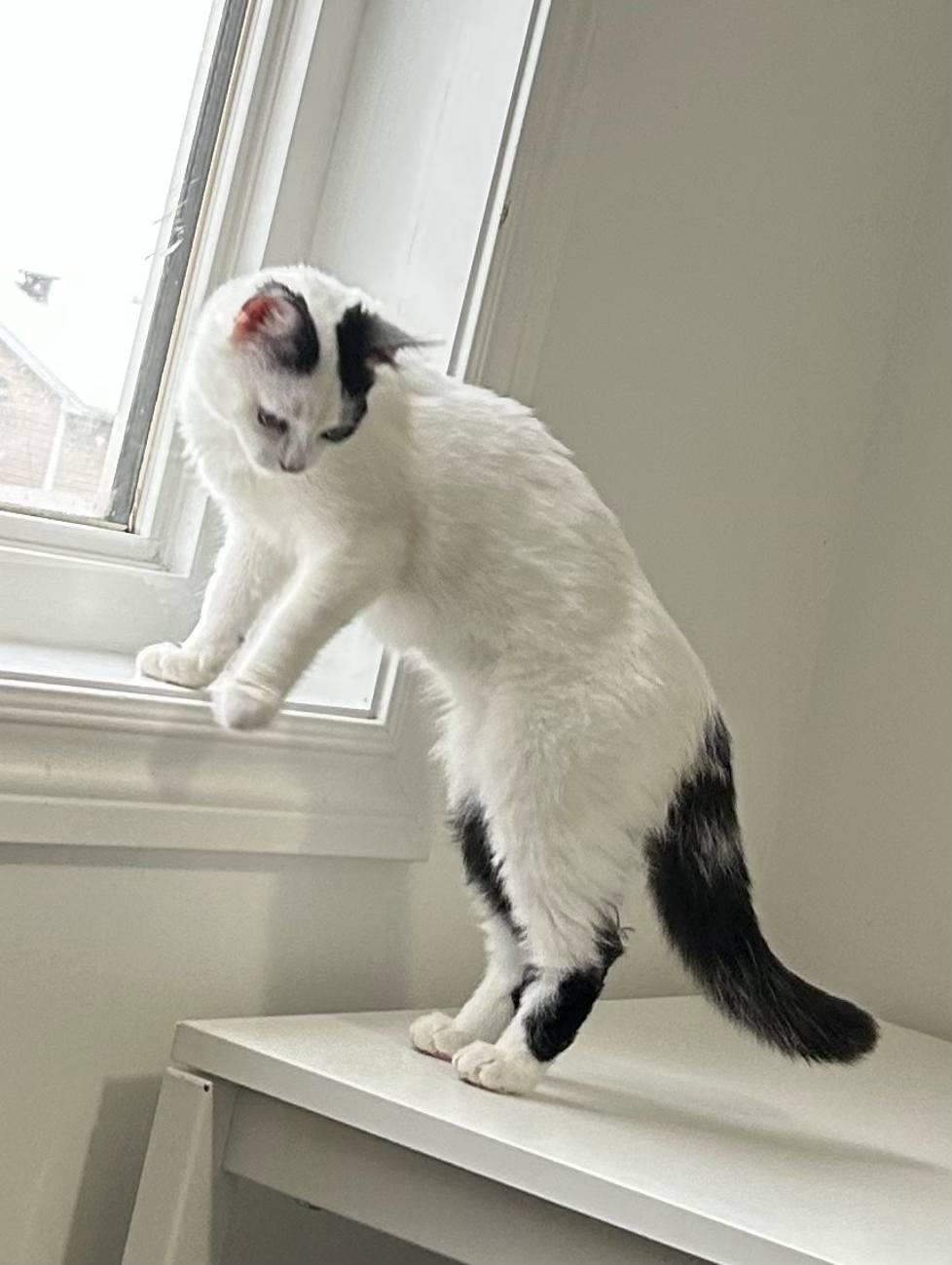 Enlarge Seren, a Adoptable Domestic Short Hair in Spencerville, ON image 4/4