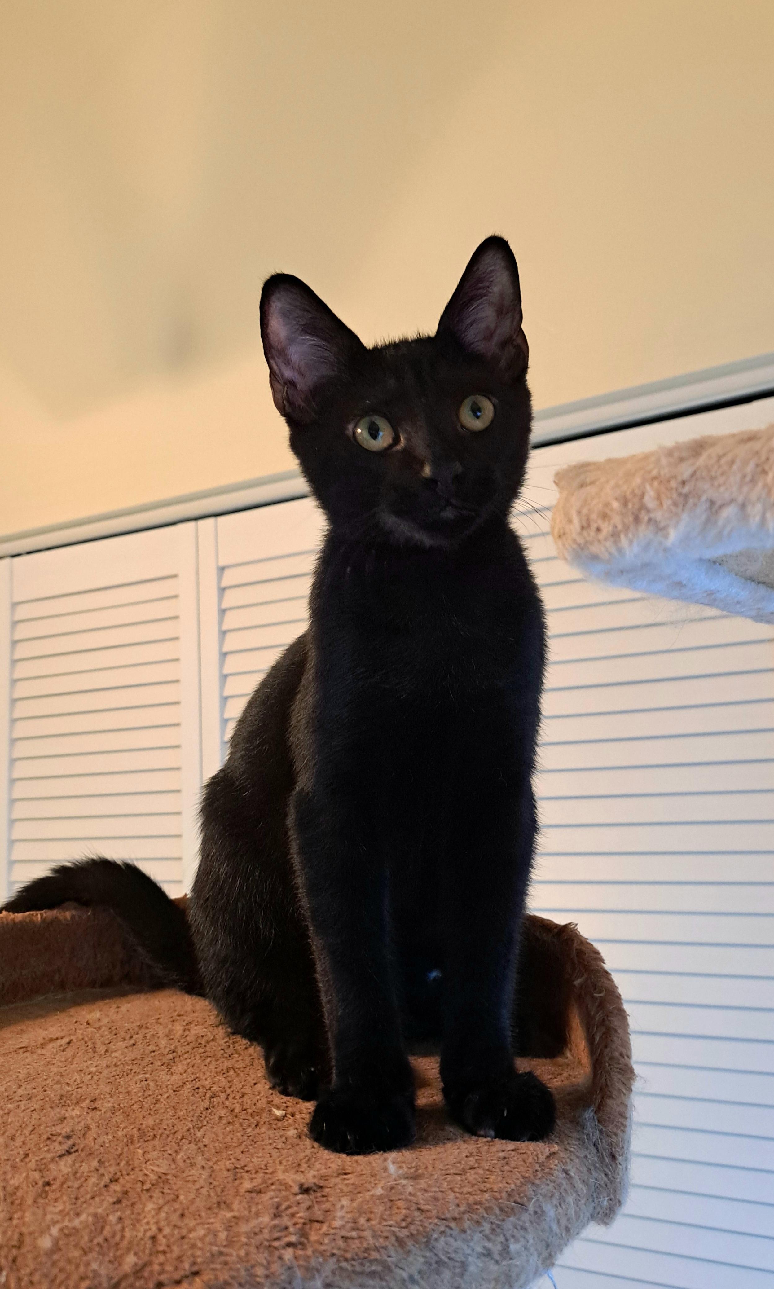 FeFe & Nilla -BONDED BEST FRIENDS!, an adopted mixed breed in Salem, NH image 2/6