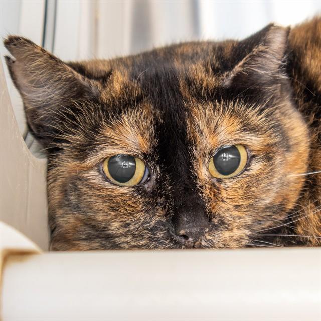 Enlarge PENELOPE, a Adoptable Domestic Short Hair in St. Louis, MO image 1/1