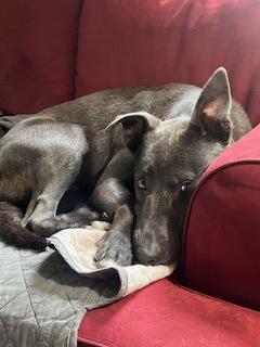 Lucy — thumbnail 2