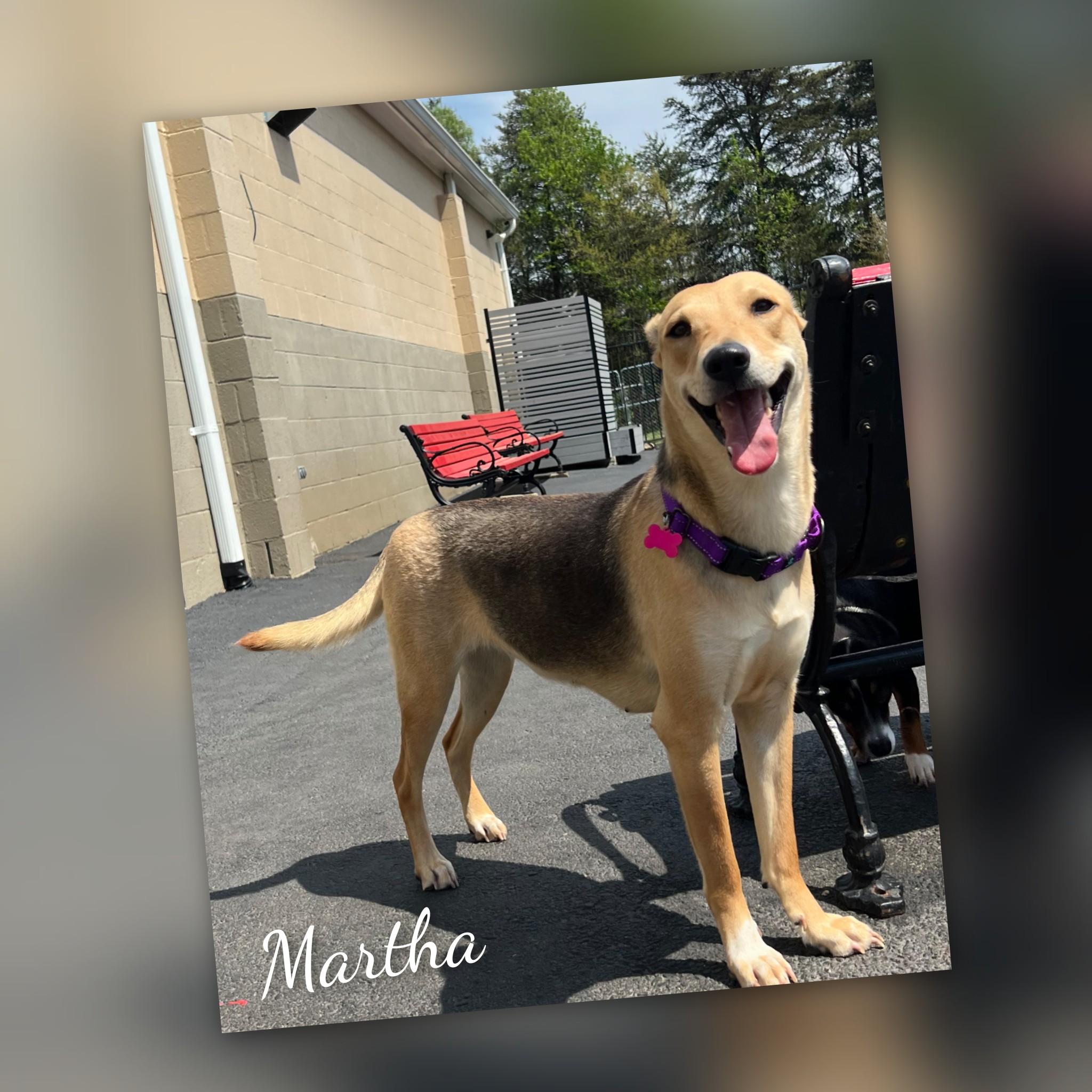 Martha, a Adoptable mixed breed in Fredericksburg, VA image 2/6