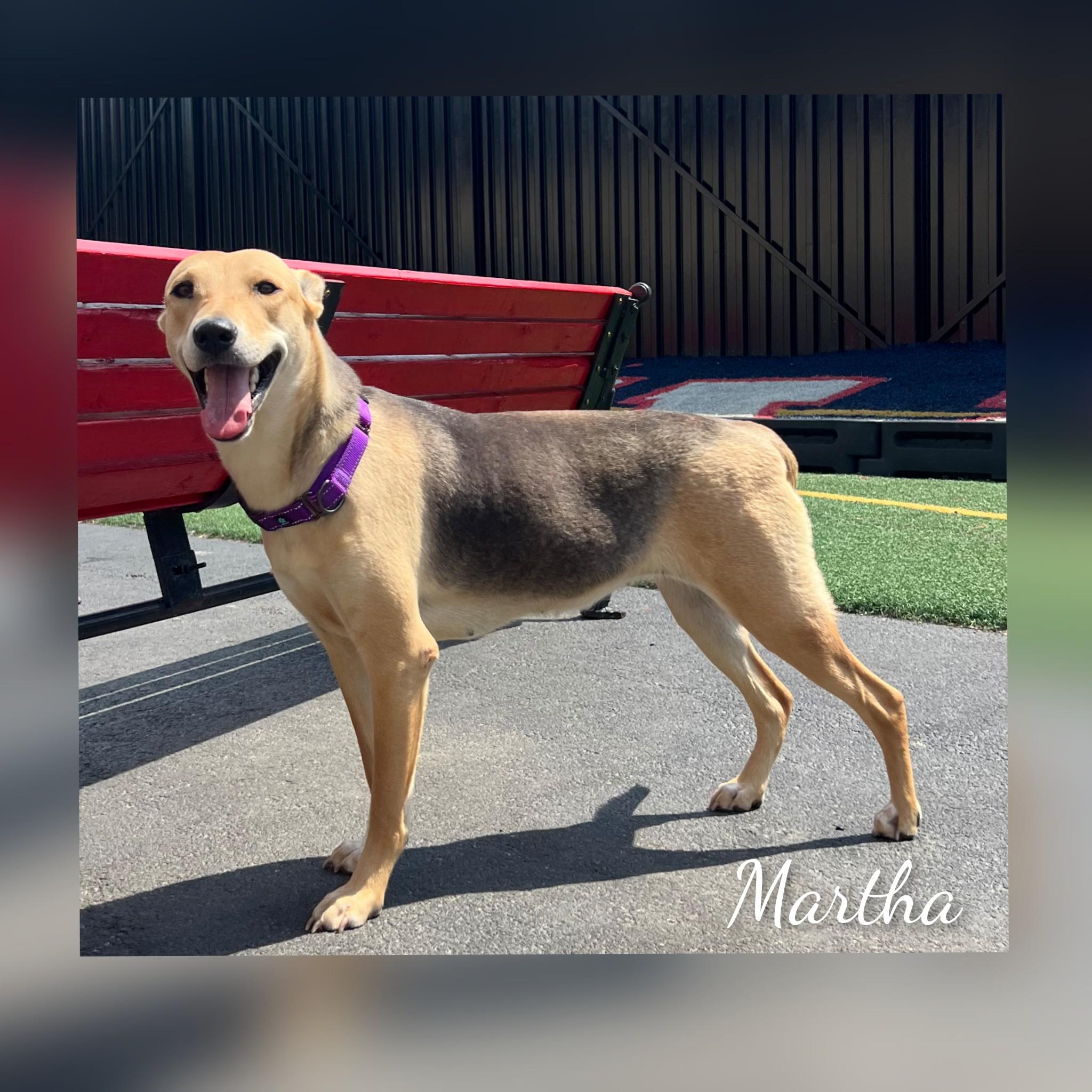Martha, a Adoptable mixed breed in Fredericksburg, VA image 3/6
