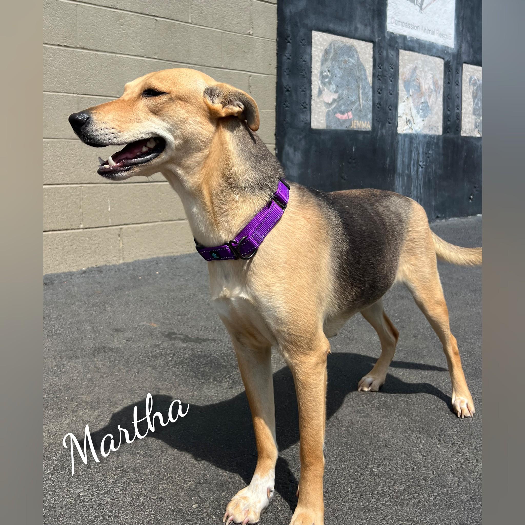 Martha, a Adoptable mixed breed in Fredericksburg, VA image 4/6