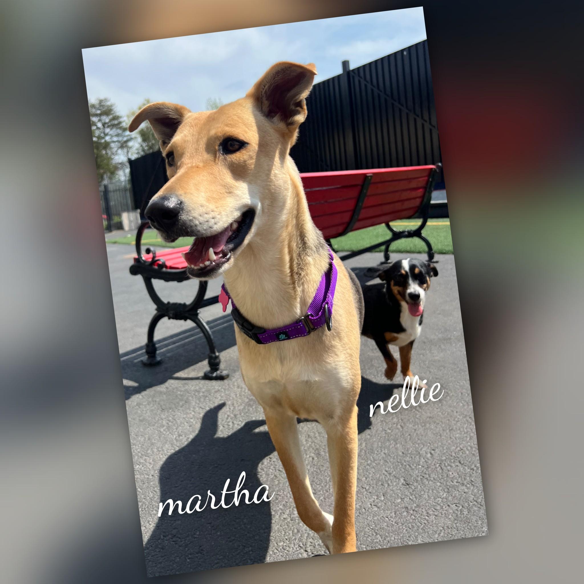 Martha, a Adoptable mixed breed in Fredericksburg, VA image 5/6
