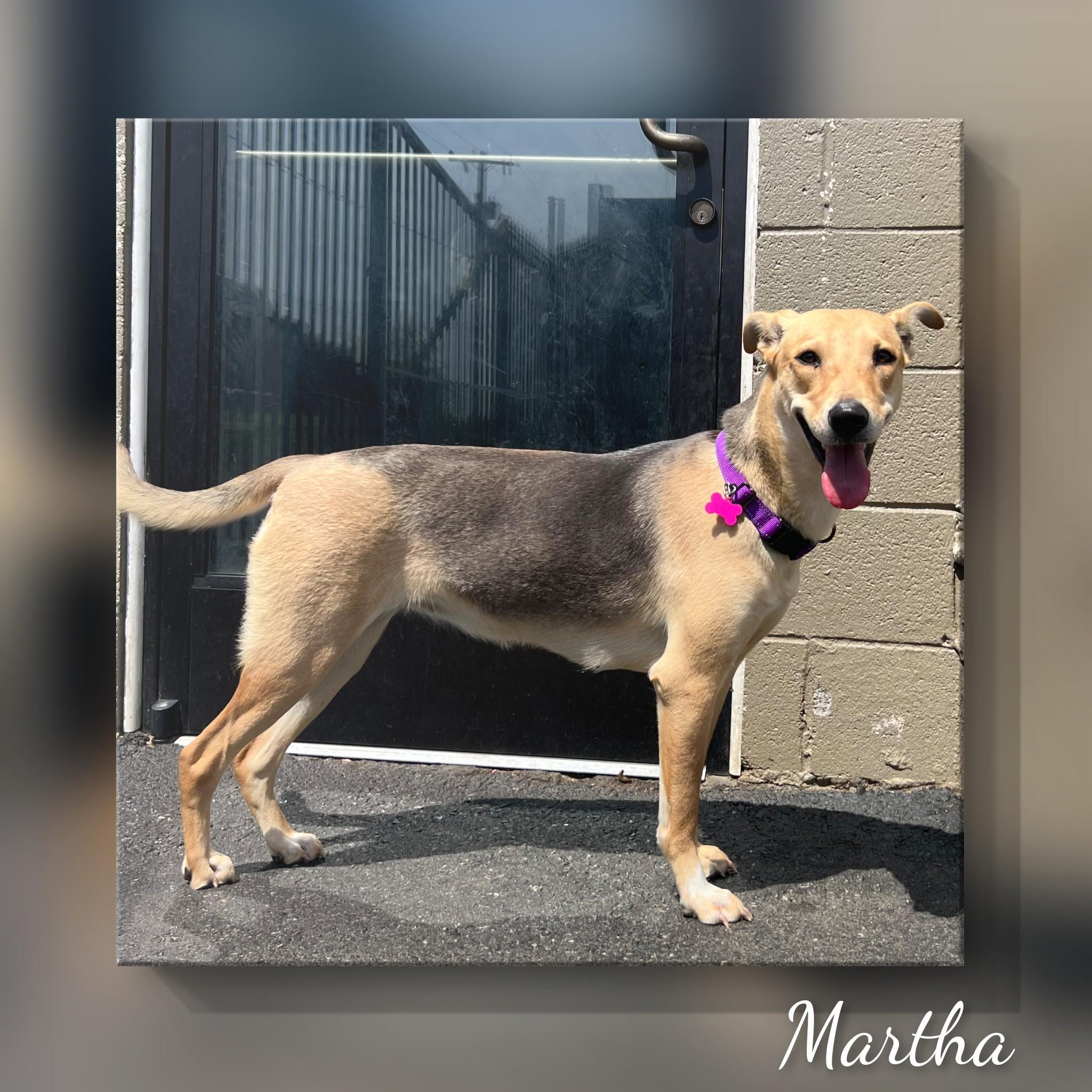 Martha, a Adoptable mixed breed in Fredericksburg, VA image 6/6