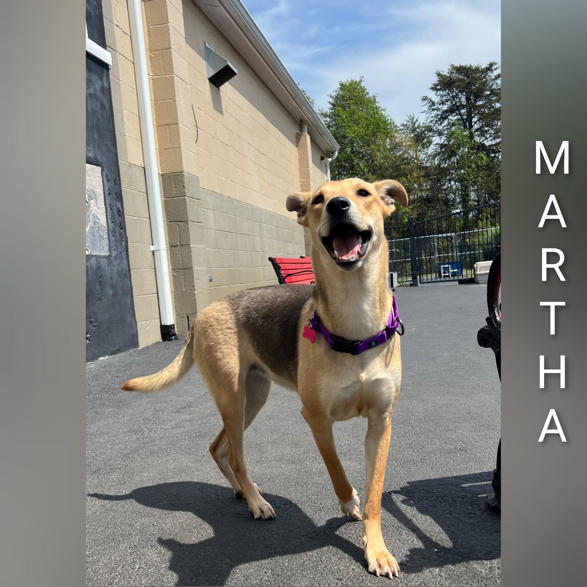 Martha, a Adoptable mixed breed in Fredericksburg, VA image 1/6