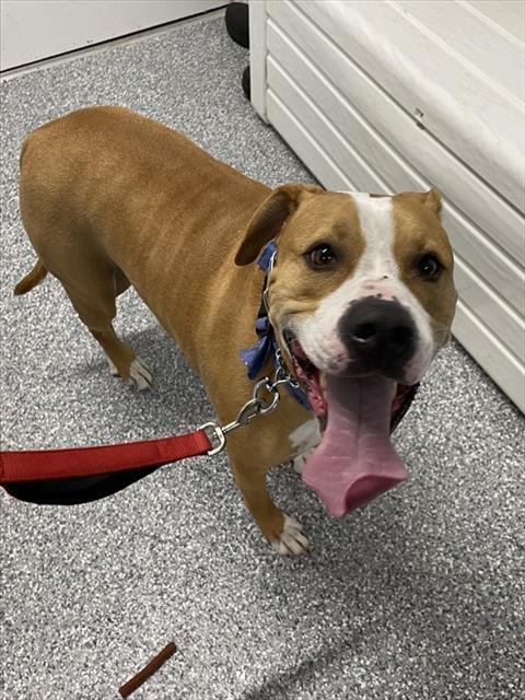 Enlarge GUNNER, a Adoptable Pit Bull Terrier in Westminster, MD image 1/1
