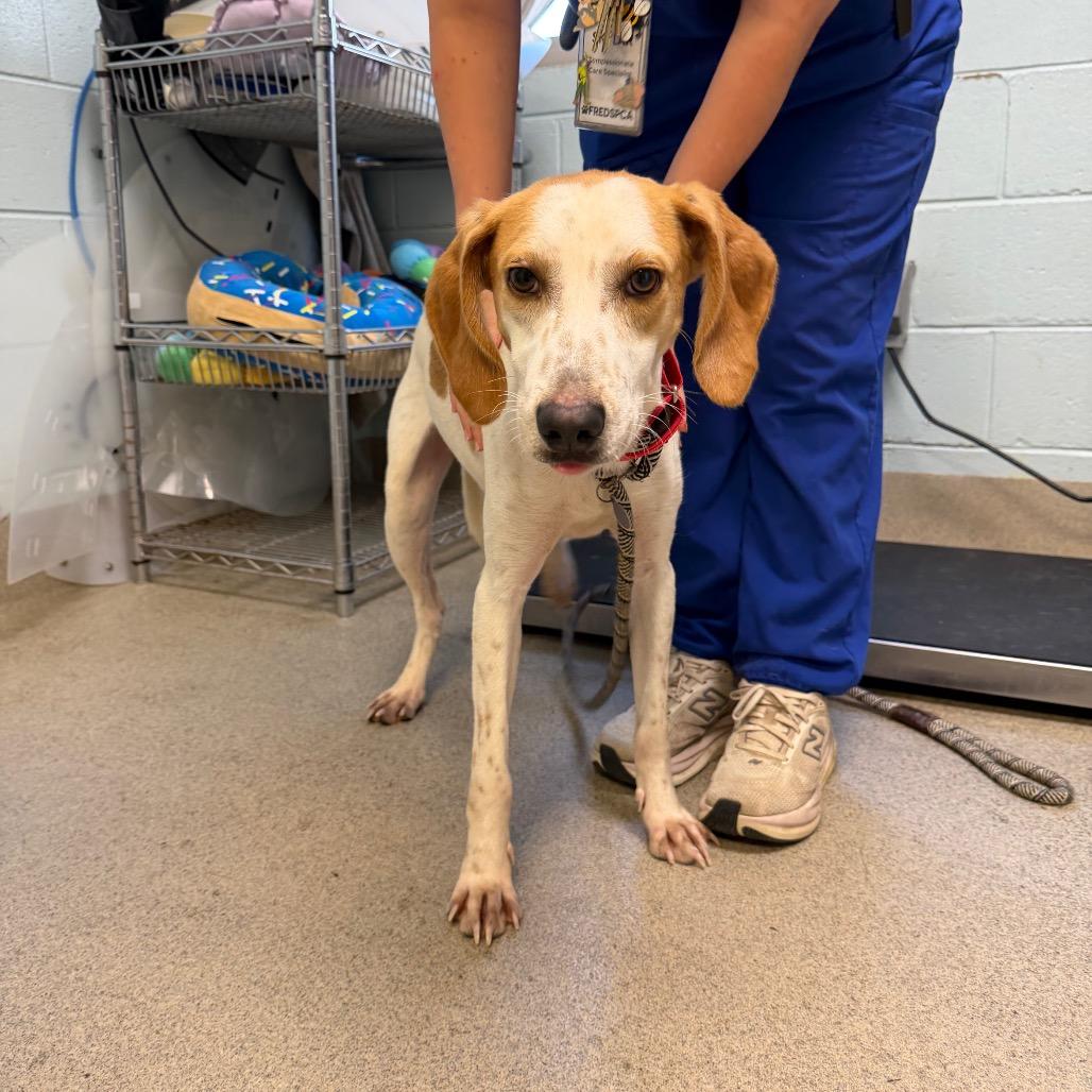 Enlarge Vanilla Bean, a Adoptable Mixed Breed in Fredericksburg, VA image 1/2