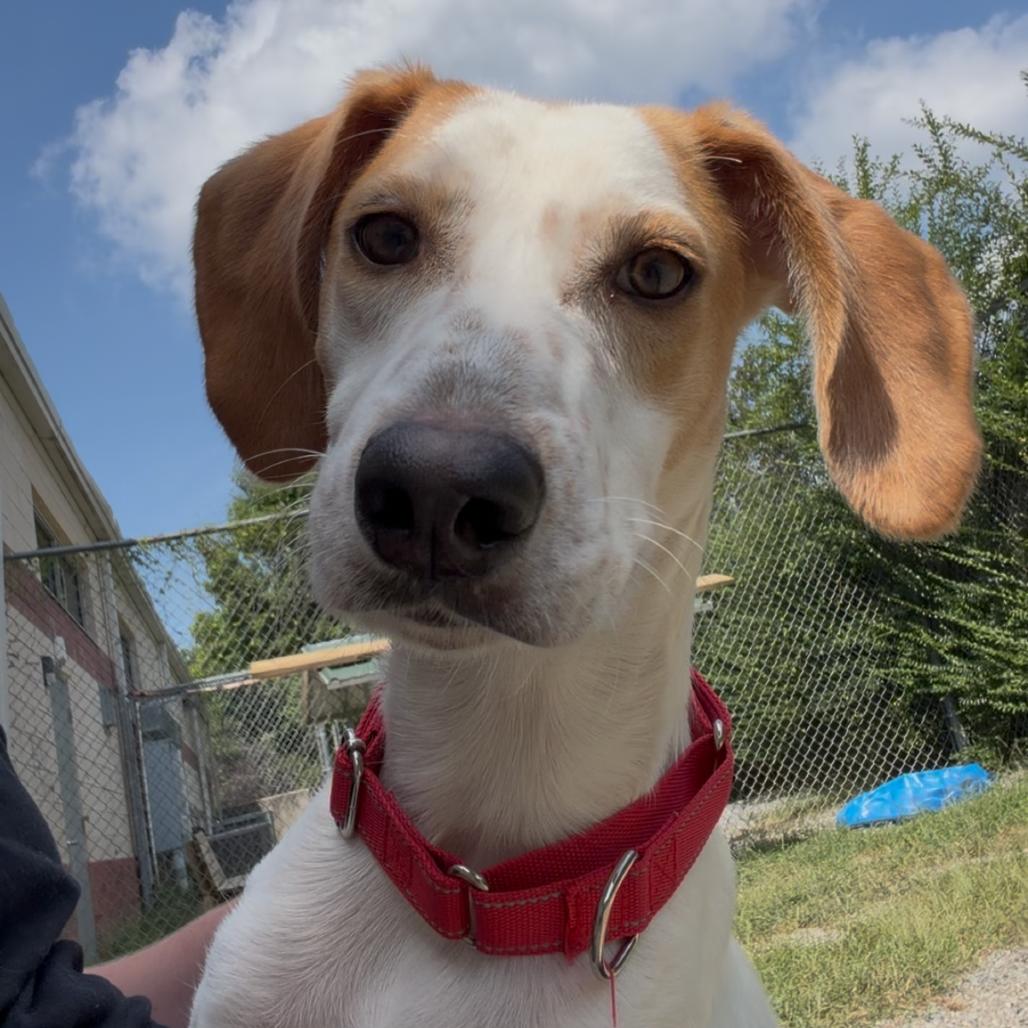 Enlarge Vanilla Bean, a Adoptable Mixed Breed in Fredericksburg, VA image 2/2