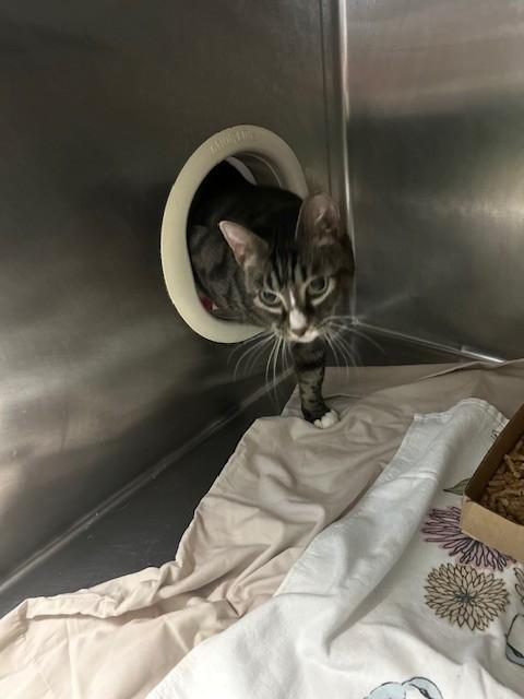 WALLY WAFFLES, Adoptable, Adult Female Domestic Short Hair.