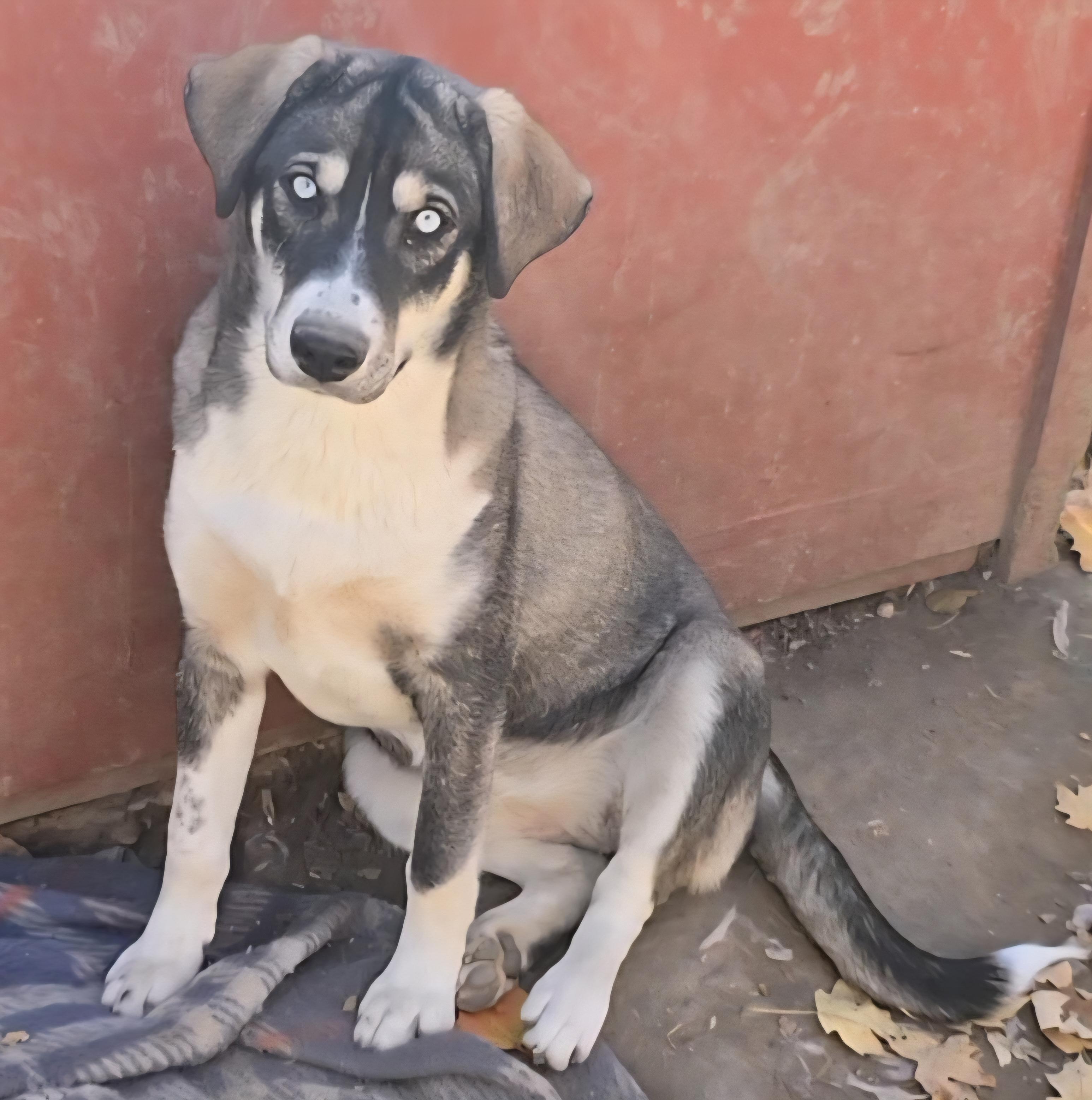 Fancy, a Adoptable Siberian Husky in LaGrange, IN image 3/4