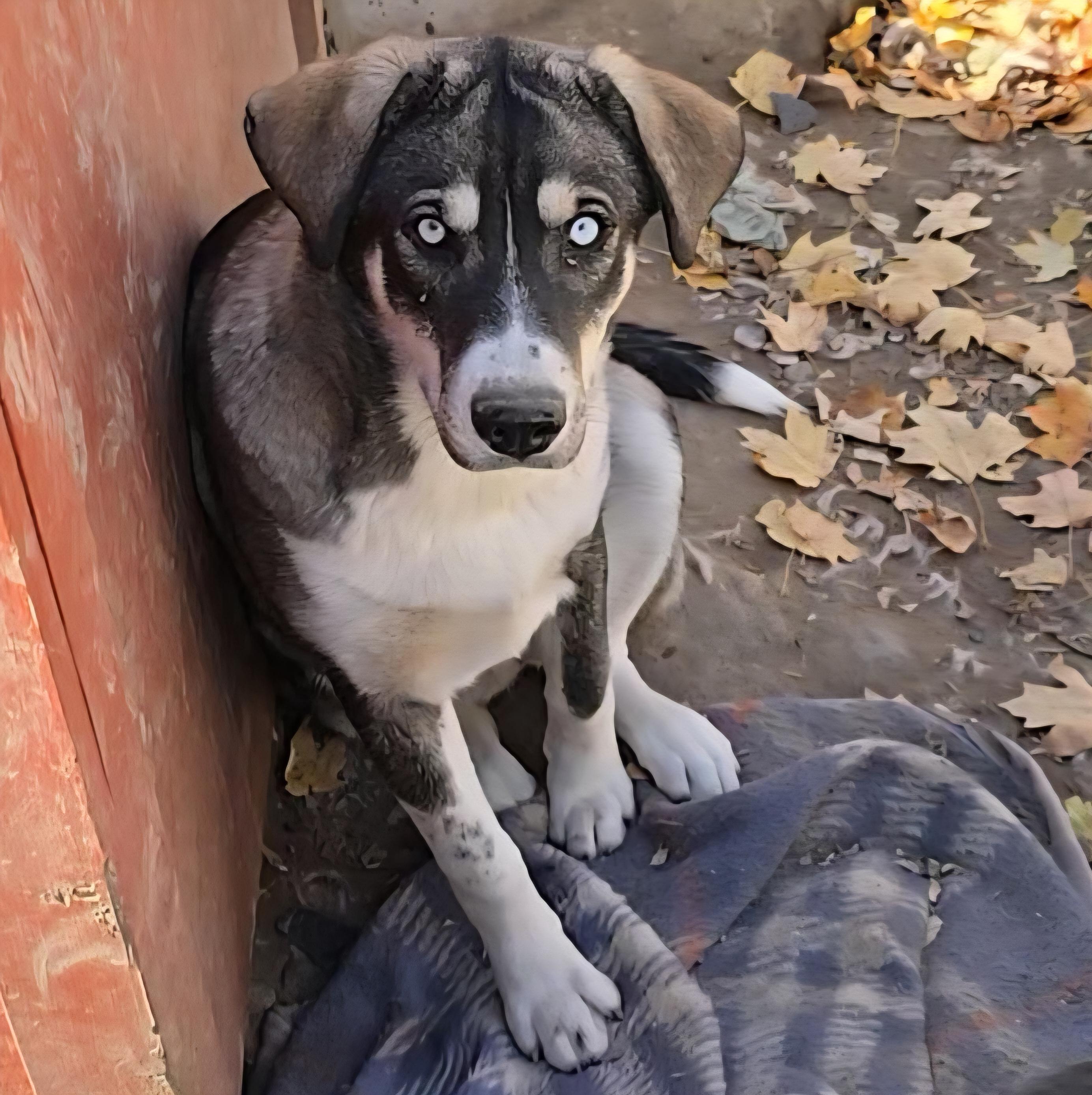 Fancy, a Adoptable Siberian Husky in LaGrange, IN image 2/4