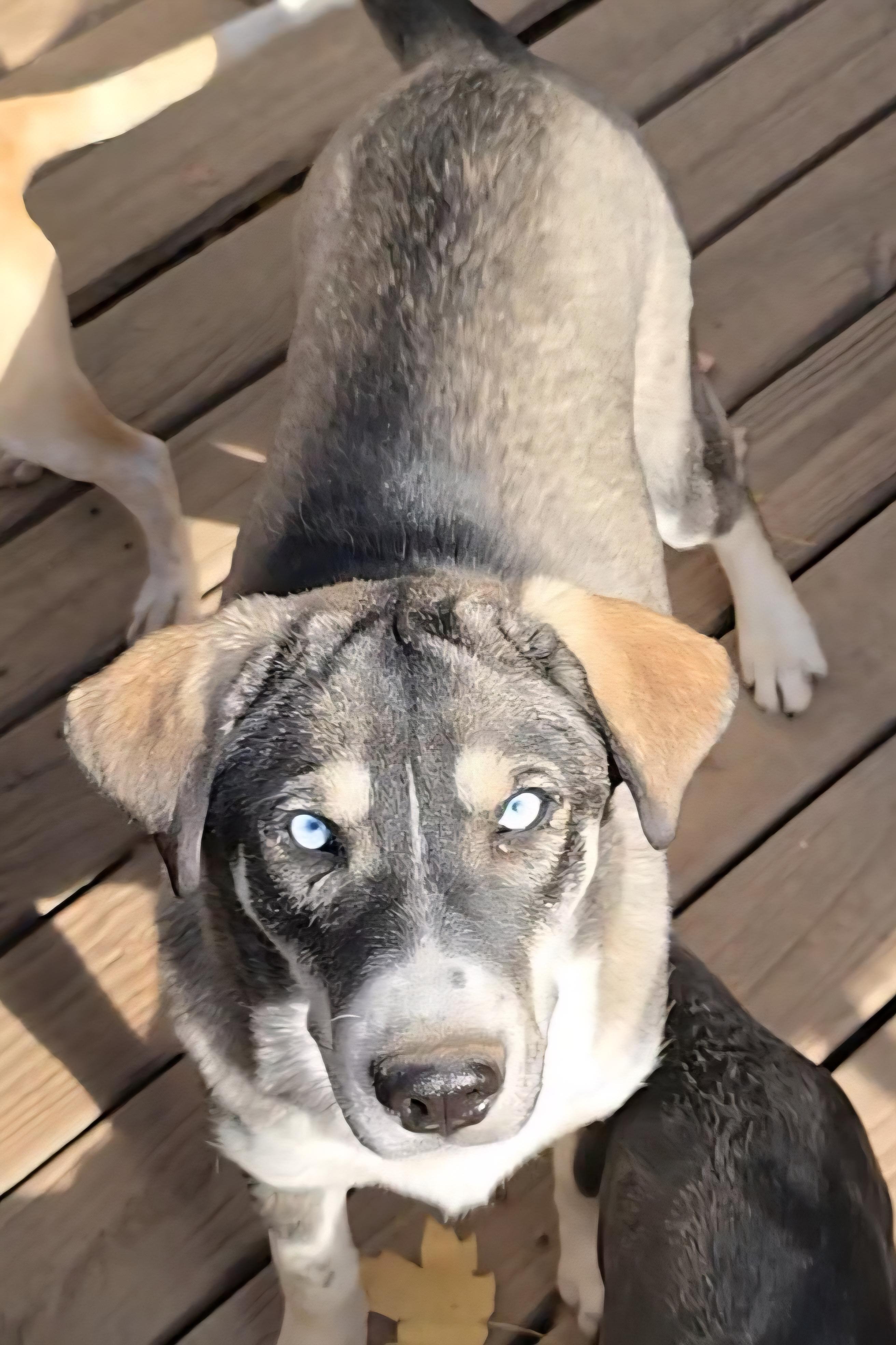 Fancy, a Adoptable Siberian Husky in LaGrange, IN image 1/4