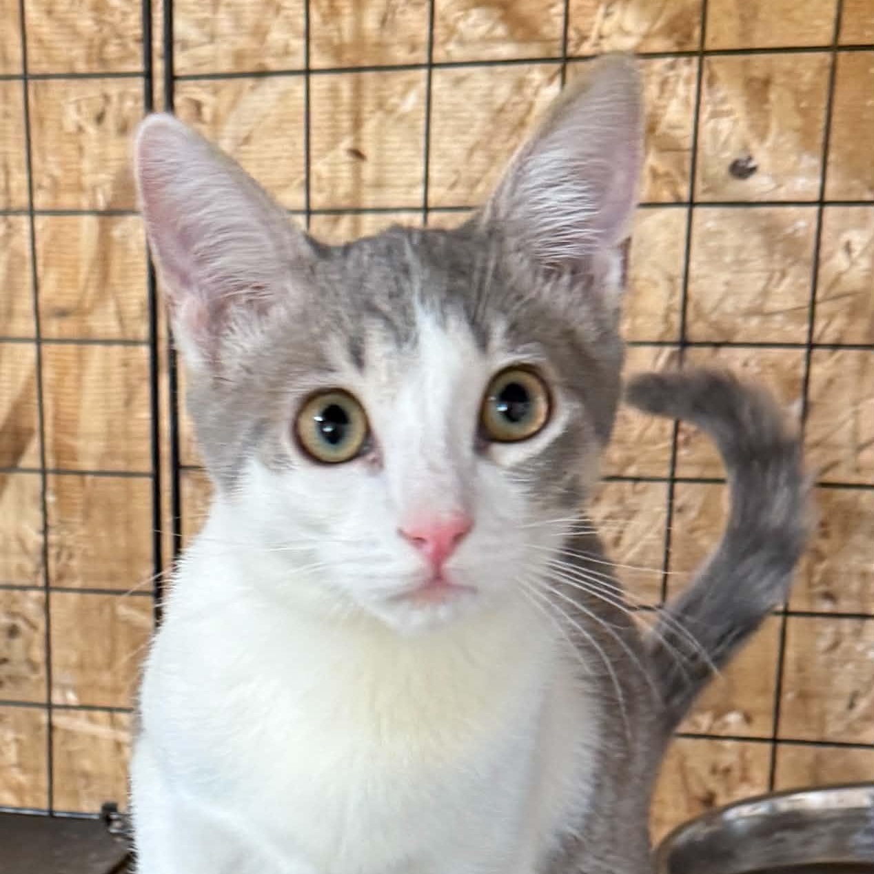 Enlarge Hustler, a Adoptable Domestic Short Hair in Tehachapi, CA image 3/5