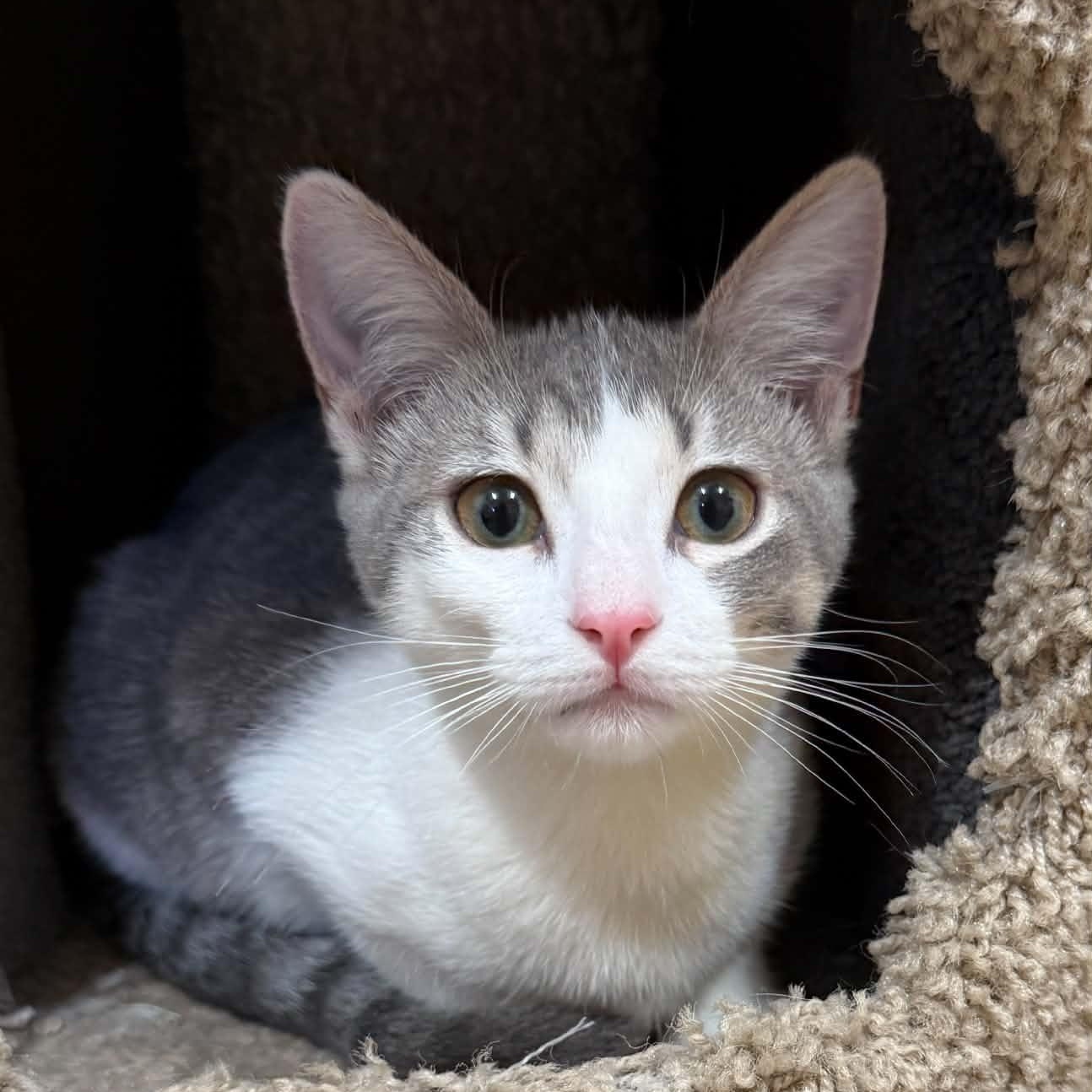 Enlarge Hustler, a Adoptable Domestic Short Hair in Tehachapi, CA image 2/5