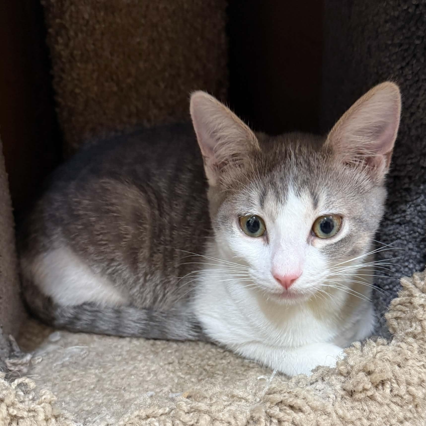 Enlarge Hustler, a Adoptable Domestic Short Hair in Tehachapi, CA image 5/5