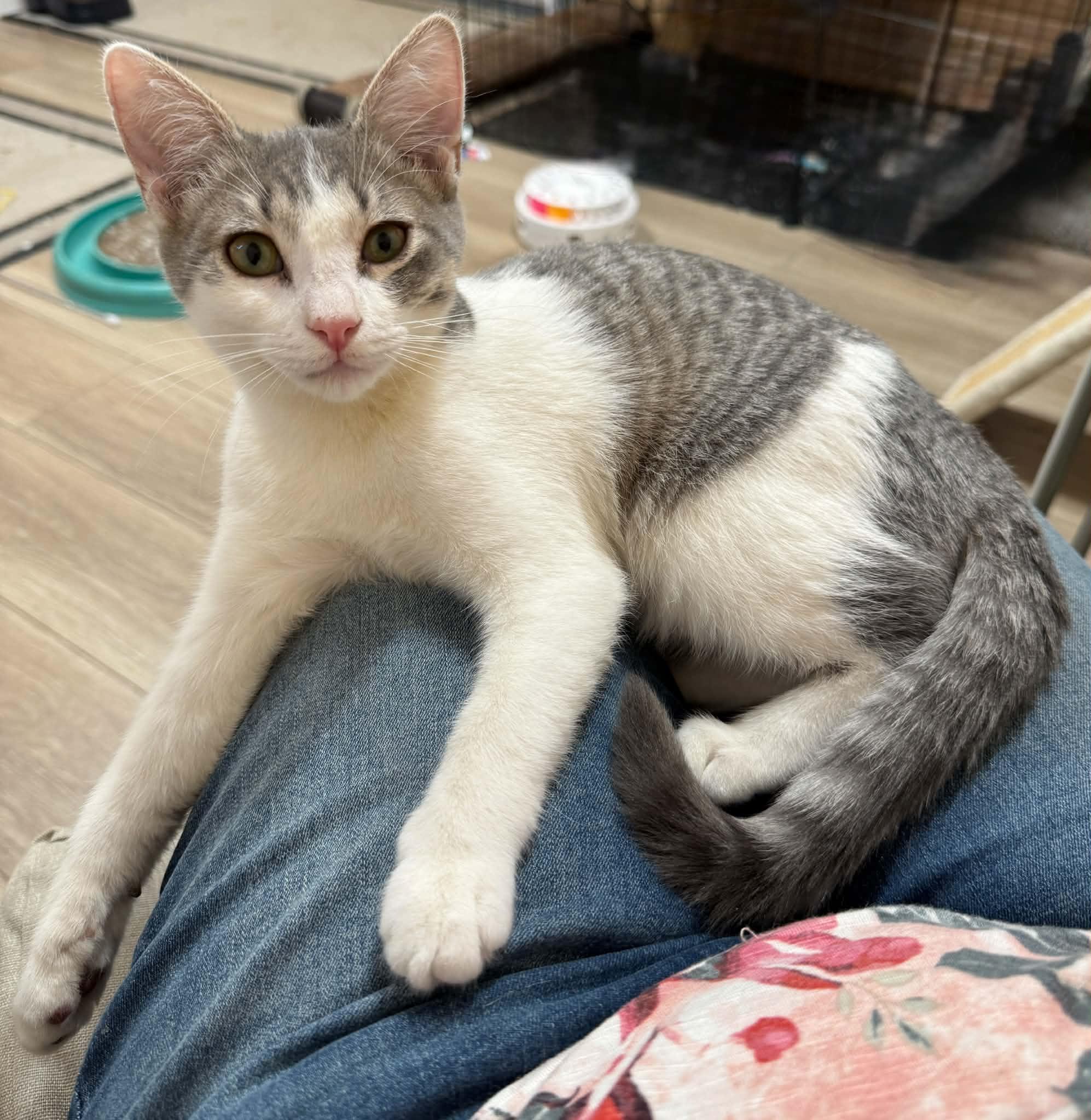 Enlarge Hustler, a Adoptable Domestic Short Hair in Tehachapi, CA image 1/5