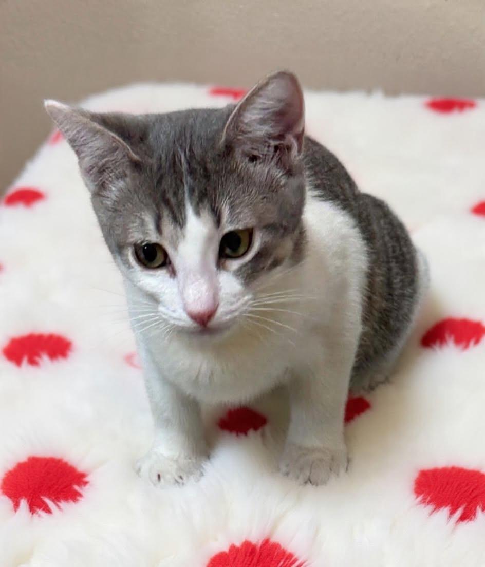 Enlarge Hustler, a Adoptable Domestic Short Hair in Tehachapi, CA image 4/5