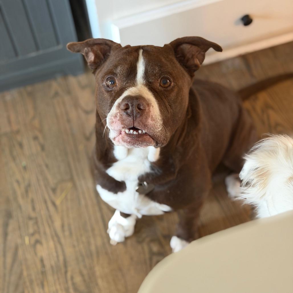 Redford, Adoptable, Adult Male Pit Bull Terrier.