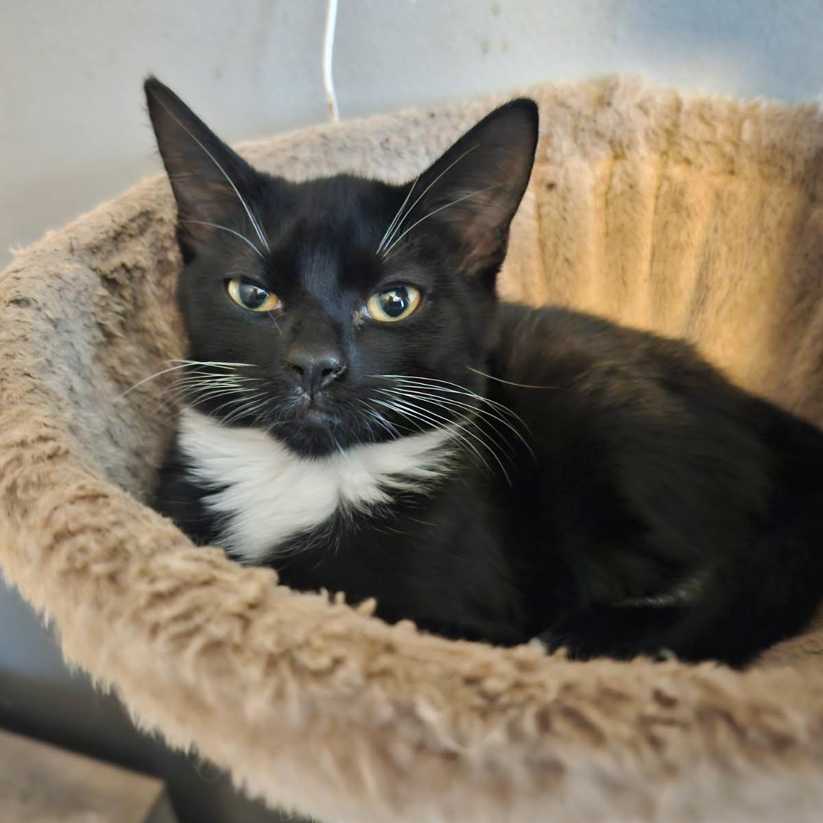 HARLEY, Adoptable, Young Female Tuxedo.